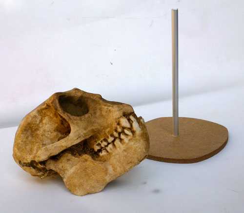 mesopithecus et socle