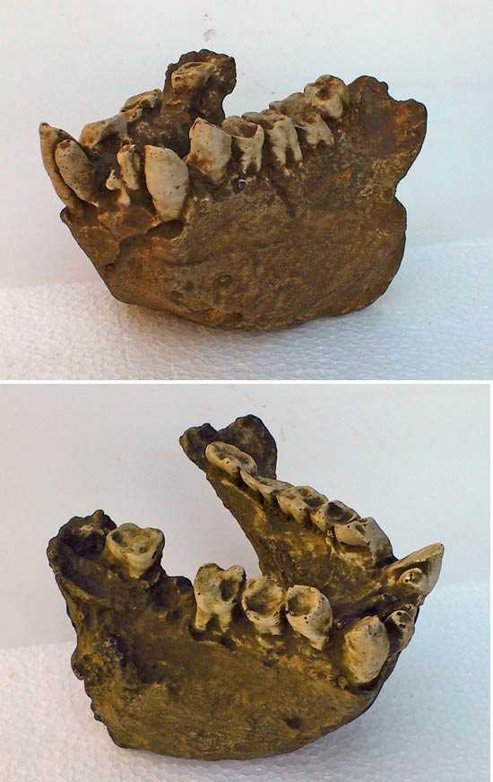 machoire gigantopitheque